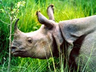 Rhinocéros Chitwan