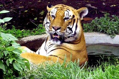 Tigre du Bengale Chitwan 